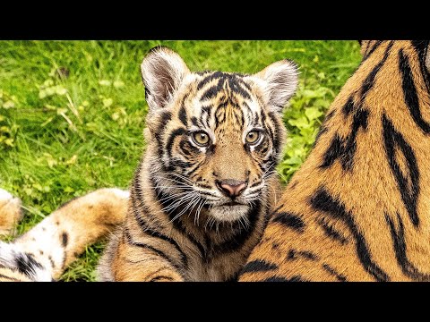 Baby Bakso Makes His On-Stage Debut at Disney's Animal Kingdom | Walt Disney World