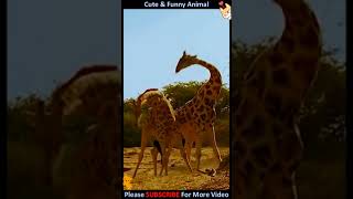 Who will win? | Cute Animal #Shorts