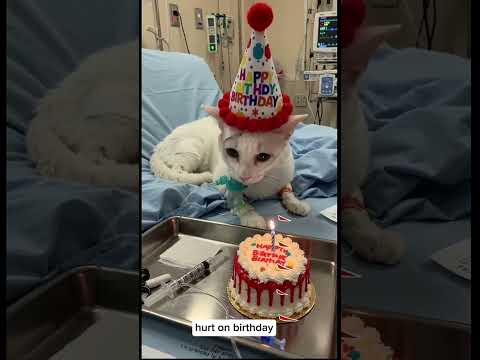 Hurt on birthday | #animalintelligence #cat #cake #o #cute #aiandcats #happybirthday