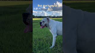 I do not regret at ALL #puppy #boxerdog #boxerlove #boxer #boxerlife #cutepuppy