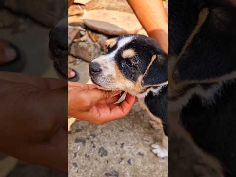 Cute puppy 🐶 playing