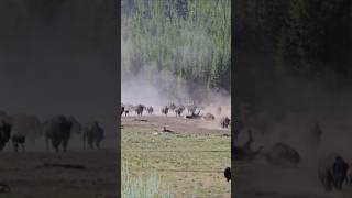 Things I Saw Back Country Hiking in Yellowstone.