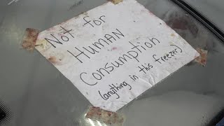 7 dogs, other animals found in garage freezers attached to ice cream shop