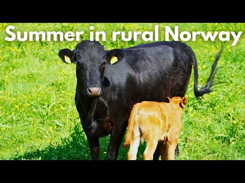 A Peaceful Day in the Norwegian Countryside 🌿 | Silent vlog, slow living, nature, calming music 🌿