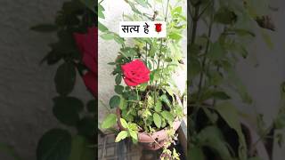 🌹# cse #funny #funnyshorts #nature #tress #youtubeshorts #viralshort #trendingshorts #viral #super