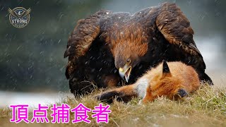 エリートハンターたちの秘密 - スイスアルプスの野生動物 | 動物ドキュメンタリー #野生動物 #動物ドキュメンタリー #自然ドキュメンタリー