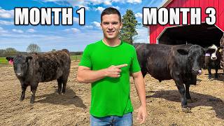 Raising Cattle for 90 days (Start to Finish)