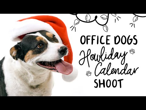 LoSasso Holiday Video 2019: Office Dogs Howliday Calendar Shoot
