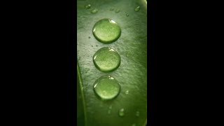 Galaxy AI | 200 MP camera & Generative Edit | Galaxy Z Fold7 | Samsung
