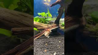 How to cycle a fishtank (What is cycling a fishtank) #fishtank #fishtankcare #fishtanksetup