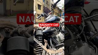 Cat..