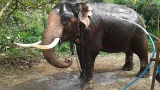 Village Elephant Srilanka