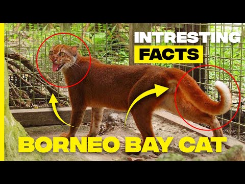 Unveiling the Mystery: Fascinating Facts about the Bornean Bay Cat
