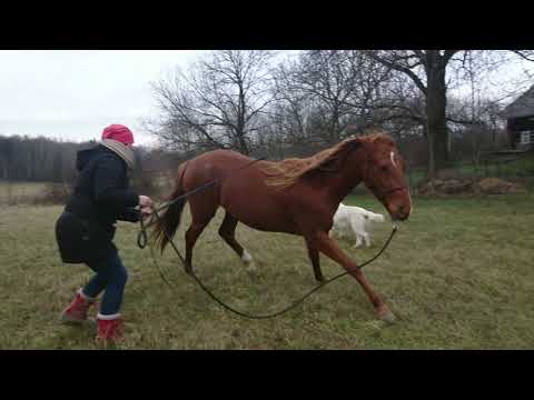 Training of Cara