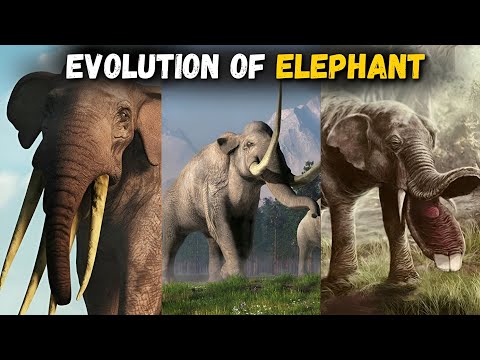 The Evolution of Elephant