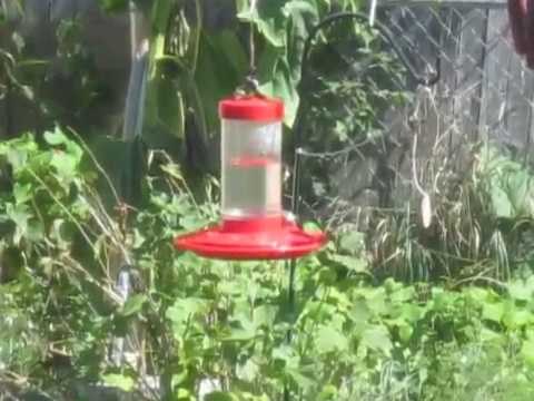 Hummingbird @ Feeder