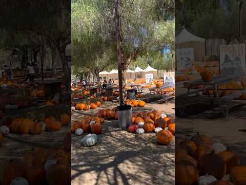 A day in the life with us! Visiting a pumpkin farm! Finding another inclusive park! Easy dinner!