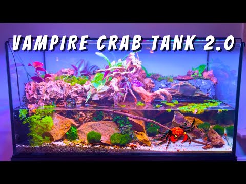 🌿 I MADE A PALUDARIUM FOR MY BABY VAMPIRE CRABS | TERRAQUAMAN