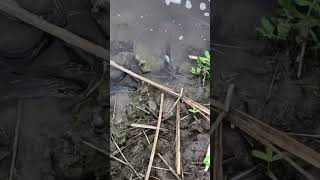 #FishingLife #GoneFishing #CatchAndRelease #FishingAddict #FishingVibes #FishingGear #FishingFun