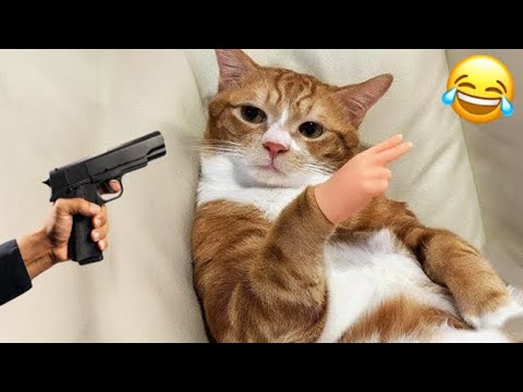 These funny animals will have you laughing non-stop! 😂