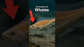 The Entire Evolution Of Whales 🐋