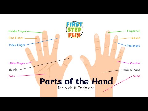 Parts of the Hand | Hand Vocabulary | Finger Names | Learn Basic English