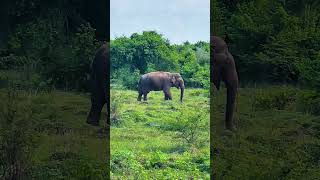 King of the jungle, calm but powerful 🐘 #ElephantVibes #SriLankaWildlife #NatureLovers #WildAndFree
