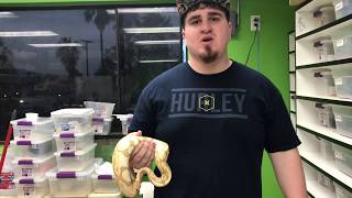 Explaining the Banana Ball Python!