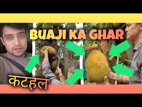 BUAJI KA GHAR, KATHAL & PYRAMID CAFE
