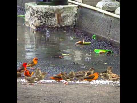Birds Eating In The Rain