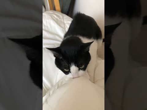 念入りのもちもち