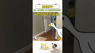 #PetConspiracy﻿#PetEntertainment#cat#Funny Pet Videos#PetComedy