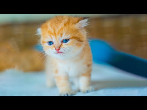 The most of cute kitten in the world | little kittens