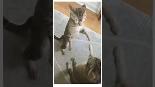 Healing funny videos 6 #funny #healingpowerofourbody #memes #funnycomedyfunnycomedy #cat #dog