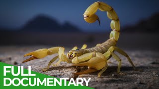 Worlds Most Toxic Animals | Free Documentary Nature