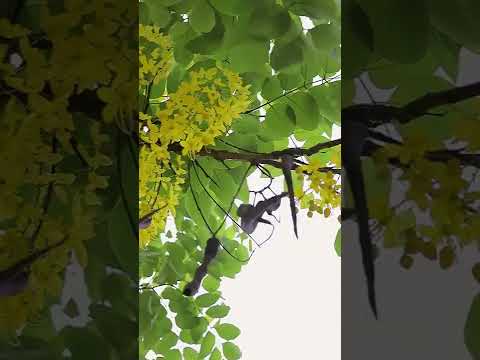 বাতাসে সোনালী ফুলের গন্ধ! 💛