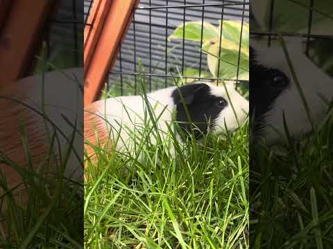 Cute Peggy eating the grass😋