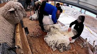 Shearing run Fine Wool Ewes Montana March 2025