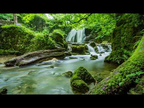 Calming Music With Beautiful Scenery, Colors of Nature, Trees, Sun Light, Fall, Relaxing, Sleeping