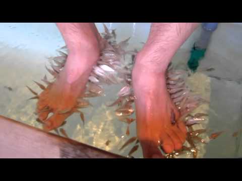 fish pedicure