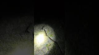 I saw this python periscoping in an open field which is rare to find them #savetheglades
