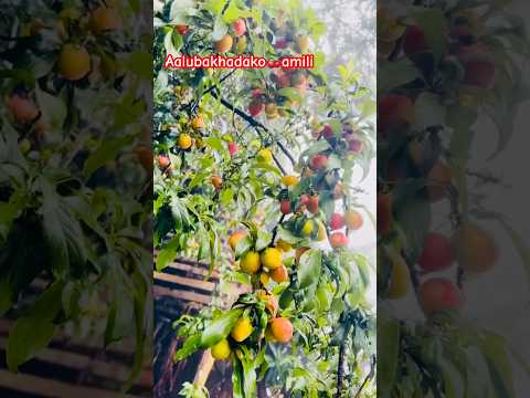 #aalubukhadako#🍒🍒amili😋#villagelife #rishing #organic #😋🫶😊