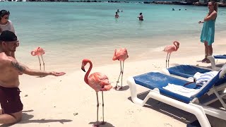 Sunny Flamingo Beach || ViralHog