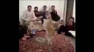 Dancing deer meme