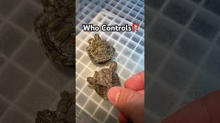 Who controls what⁉️ Two Headed Turtle‼️