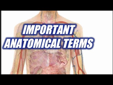Important Anatomical Terms | Common anatomical terms |  Anatomical terms for beginners.