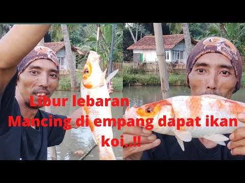 liburan idul fitri lebaran mancing di empang strike ikan koi..!!