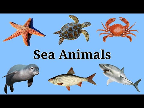 Sea Animals - Names of Sea Animals - Sea Animals in English - @FunNLearnPreschool