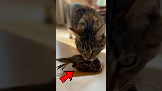 This Cat’s Act Went Viral Worldwide