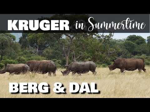 KRUGER in Summertime | Berg & Dal Safari | Lions, Rhinos, Wild Dogs & More